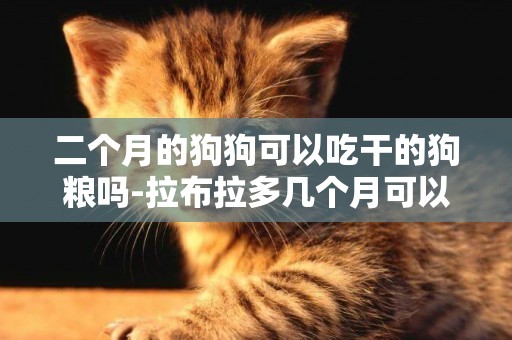二個月的狗狗可以吃干的狗糧嗎-拉布拉多幾個月可以吃干狗糧