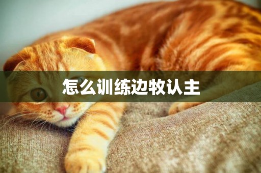 怎么訓練邊牧認主