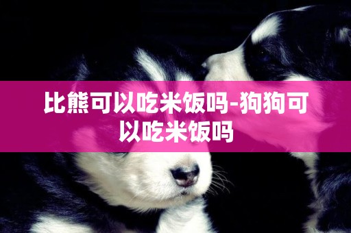 比熊可以吃米飯嗎-狗狗可以吃米飯嗎
