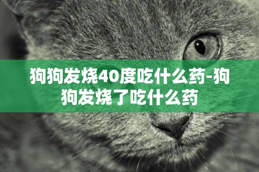 狗狗發燒40度吃什么藥-狗狗發燒了吃什么藥
