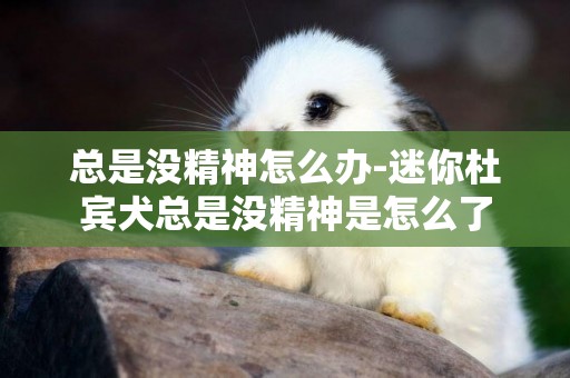 總是沒精神怎么辦-迷你杜賓犬總是沒精神是怎么了