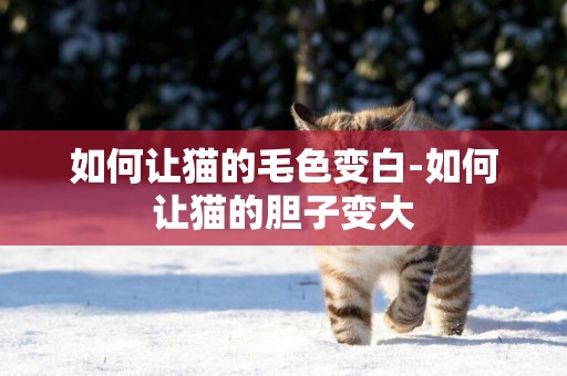 如何讓貓的毛色變白-如何讓貓的膽子變大