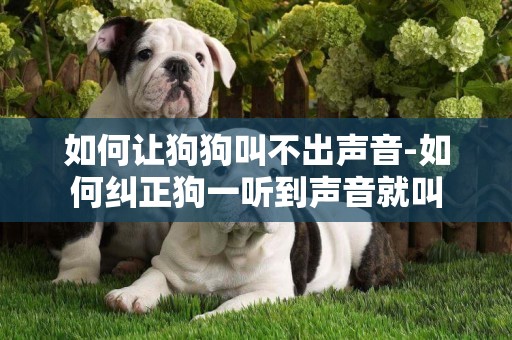 如何讓狗狗叫不出聲音-如何糾正狗一聽到聲音就叫