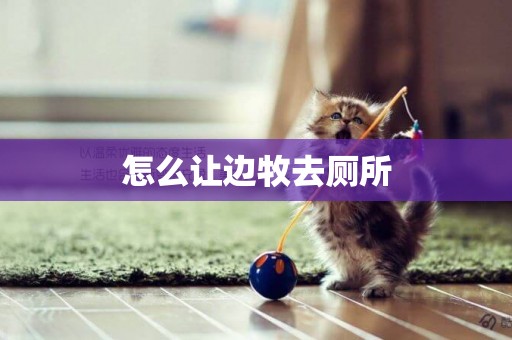 怎么讓邊牧去廁所