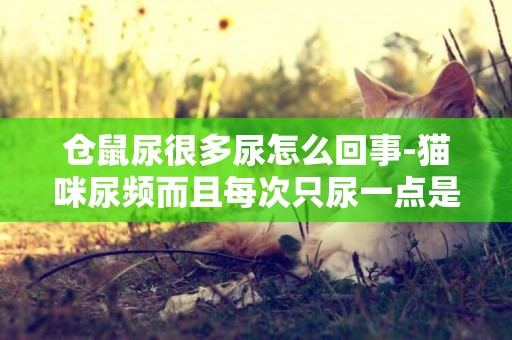 倉鼠尿很多尿怎么回事-貓咪尿頻而且每次只尿一點是怎么回事