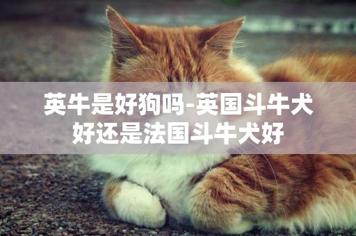 英牛是好狗嗎-英國斗牛犬好還是法國斗牛犬好