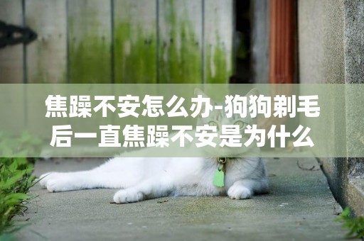 焦躁不安怎么辦-狗狗剃毛后一直焦躁不安是為什么