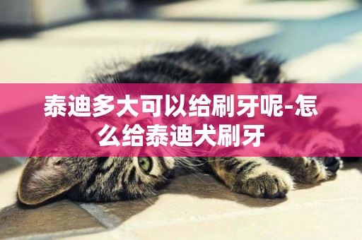泰迪多大可以給刷牙呢-怎么給泰迪犬刷牙