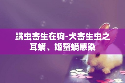 螨蟲寄生在狗-犬寄生蟲之耳螨、姬螯螨感染