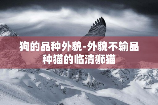 狗的品種外貌-外貌不輸品種貓的臨清獅貓