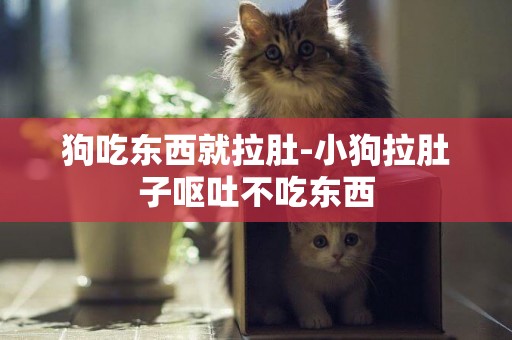 狗吃東西就拉肚-小狗拉肚子嘔吐不吃東西