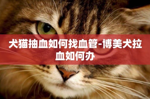 犬貓抽血如何找血管-博美犬拉血如何辦