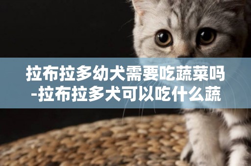 拉布拉多幼犬需要吃蔬菜嗎-拉布拉多犬可以吃什么蔬菜