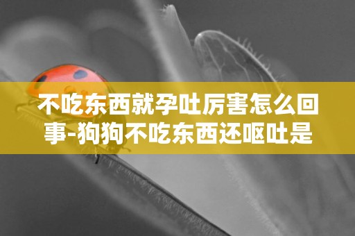 不吃東西就孕吐厲害怎么回事-狗狗不吃東西還嘔吐是怎么回事