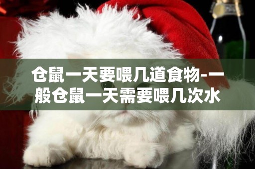 倉鼠一天要喂幾道食物-一般倉鼠一天需要喂幾次水