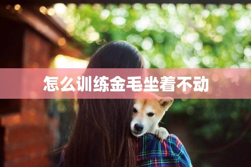 怎么訓練金毛坐著不動