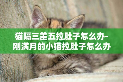 貓隔三差五拉肚子怎么辦-剛滿月的小貓拉肚子怎么辦