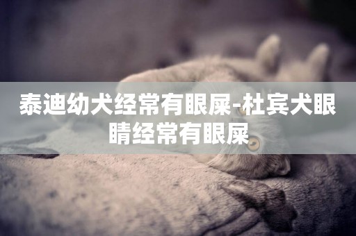 泰迪幼犬經常有眼屎-杜賓犬眼睛經常有眼屎