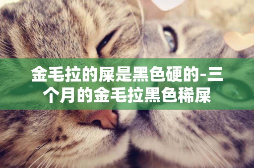 金毛拉的屎是黑色硬的-三個月的金毛拉黑色稀屎