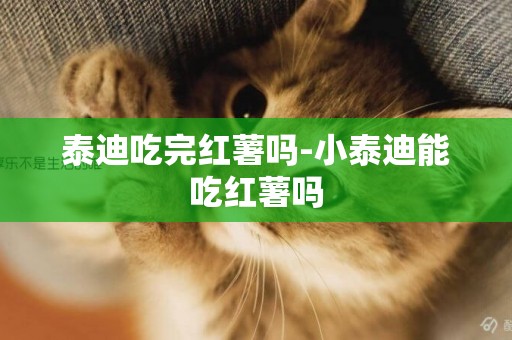 泰迪吃完紅薯嗎-小泰迪能吃紅薯嗎