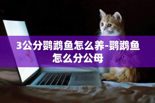 3公分鸚鵡魚怎么養-鸚鵡魚怎么分公母