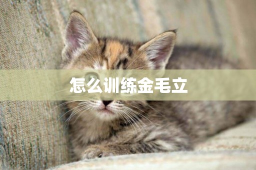 怎么訓練金毛立