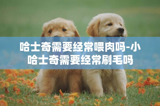 哈士奇需要經常喂肉嗎-小哈士奇需要經常刷毛嗎