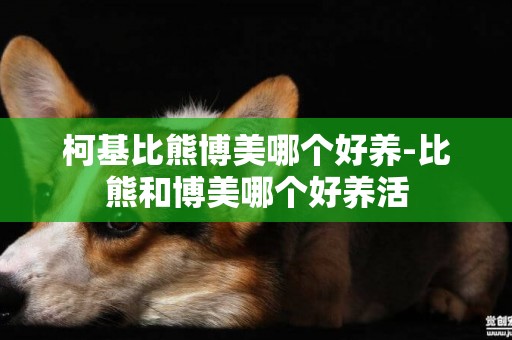 柯基比熊博美哪個好養-比熊和博美哪個好養活