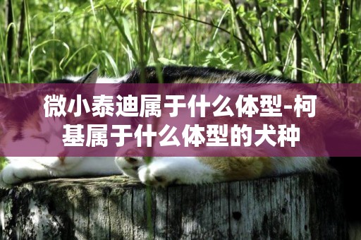 微小泰迪屬于什么體型-柯基屬于什么體型的犬種