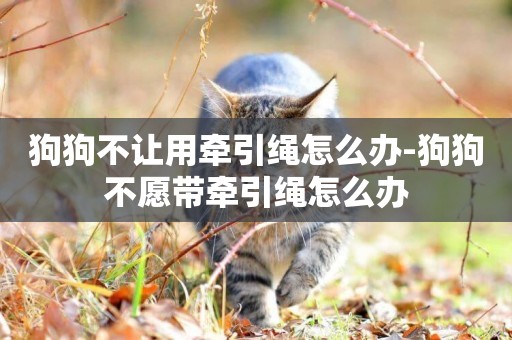 狗狗不讓用牽引繩怎么辦-狗狗不愿帶牽引繩怎么辦