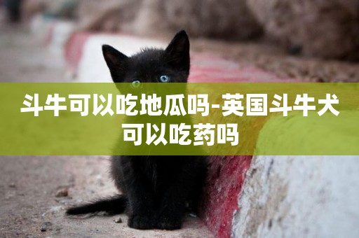 斗牛可以吃地瓜嗎-英國斗牛犬可以吃藥嗎