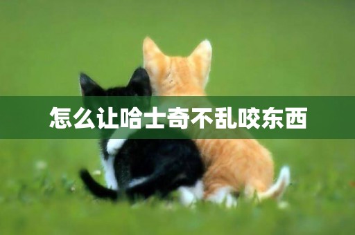 怎么讓哈士奇不亂咬東西