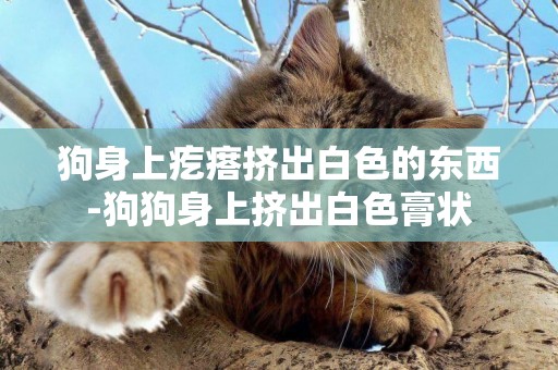 狗身上疙瘩擠出白色的東西-狗狗身上擠出白色膏狀