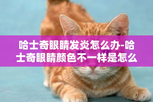哈士奇眼睛發炎怎么辦-哈士奇眼睛顏色不一樣是怎么回事