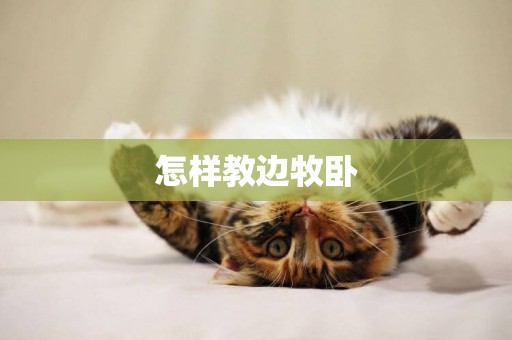 怎樣教邊牧臥