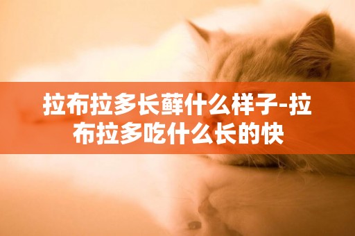 拉布拉多長蘚什么樣子-拉布拉多吃什么長的快
