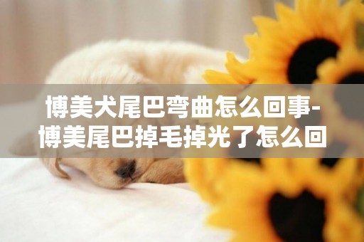 博美犬尾巴彎曲怎么回事-博美尾巴掉毛掉光了怎么回事