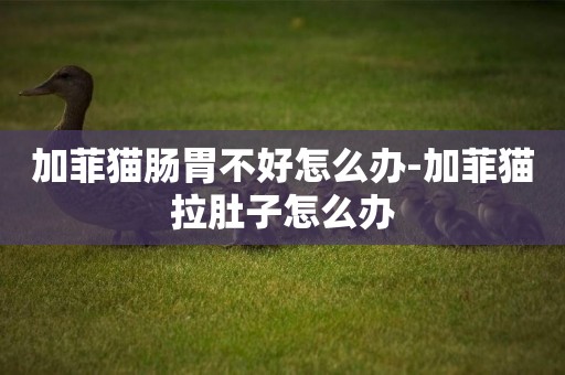 加菲貓腸胃不好怎么辦-加菲貓拉肚子怎么辦