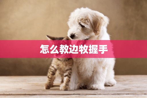 怎么教邊牧握手
