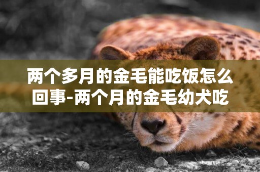 兩個多月的金毛能吃飯怎么回事-兩個月的金毛幼犬吃多了怎么辦