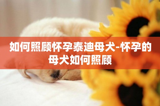 如何照顧懷孕泰迪母犬-懷孕的母犬如何照顧
