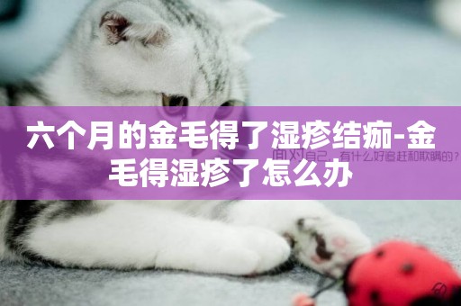 六個月的金毛得了濕疹結痂-金毛得濕疹了怎么辦