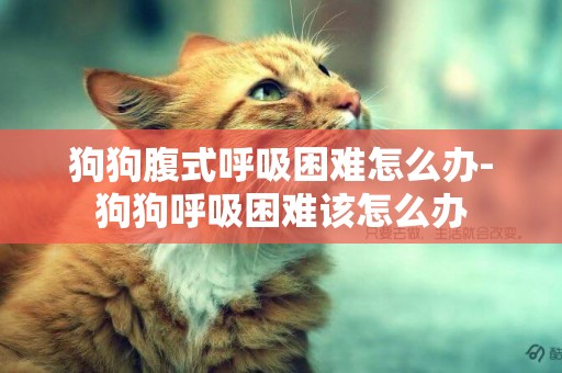 狗狗腹式呼吸困難怎么辦-狗狗呼吸困難該怎么辦