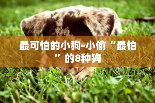 最可怕的小狗-小偷“最怕”的8種狗