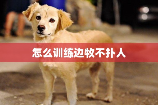 怎么訓練邊牧不撲人
