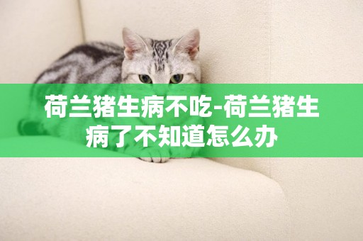 荷蘭豬生病不吃-荷蘭豬生病了不知道怎么辦
