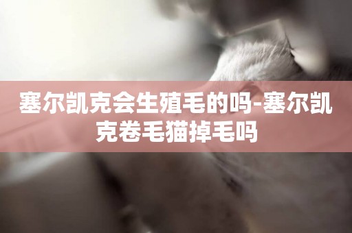 塞爾凱克會生殖毛的嗎-塞爾凱克卷毛貓掉毛嗎