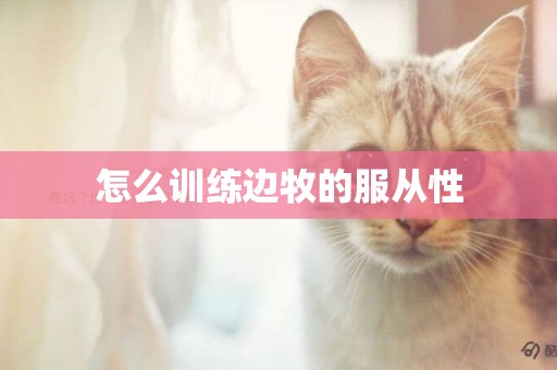 怎么訓練邊牧的服從性