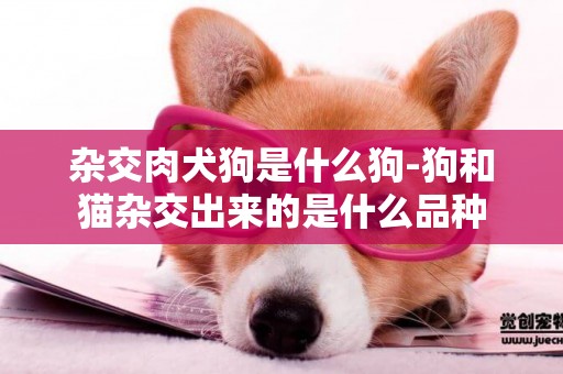雜交肉犬狗是什么狗-狗和貓雜交出來的是什么品種