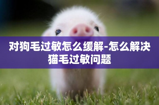 對狗毛過敏怎么緩解-怎么解決貓毛過敏問題